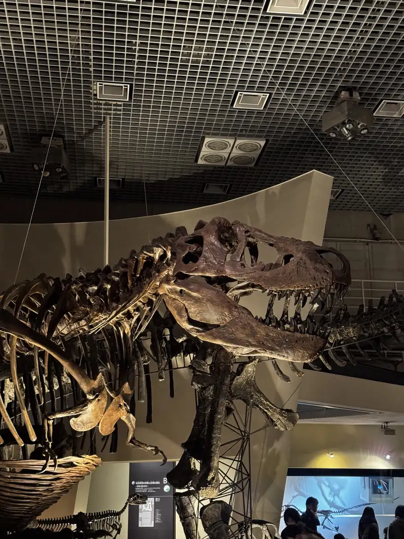El esqueleto completo de un tiranosaurio en la sala de un museo