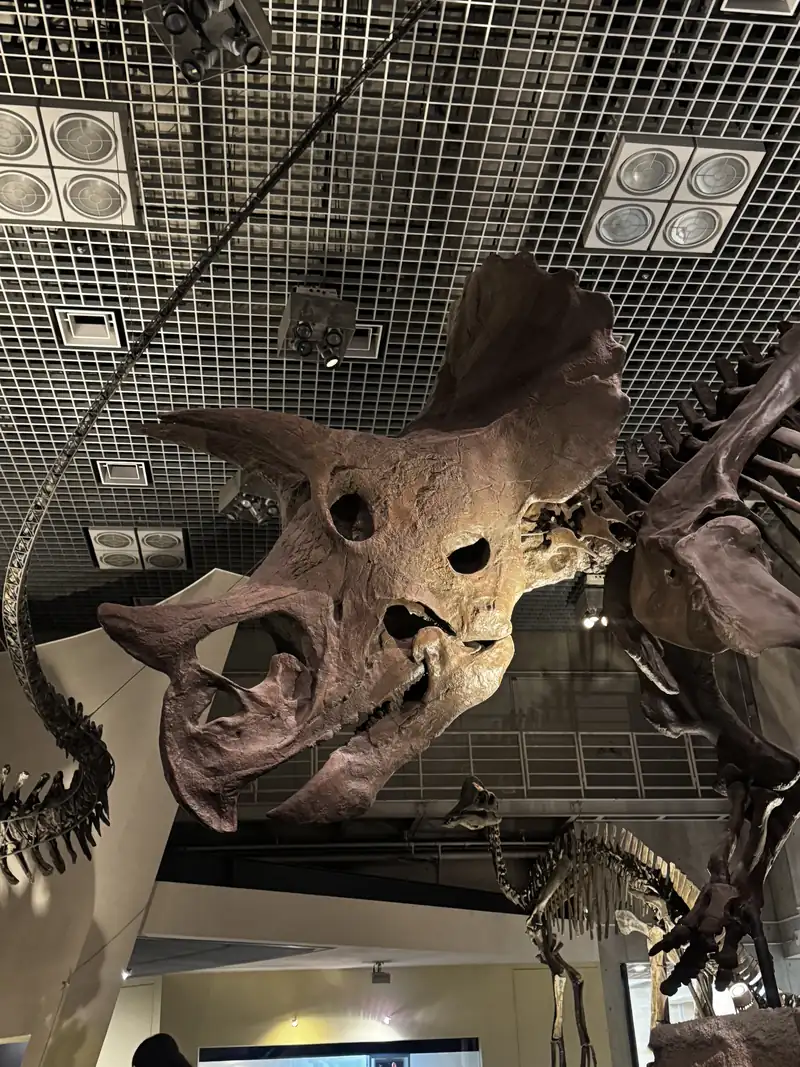 El cráneo fósil de un triceratops montado en la sala de un museo
