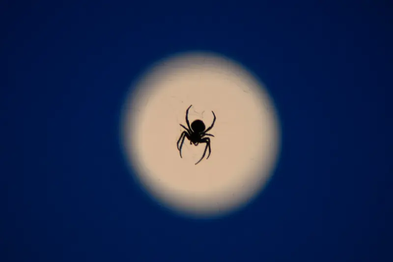 Una araña en su telaraña recortada contra la luna llena, sobre el cielo azul de la noche