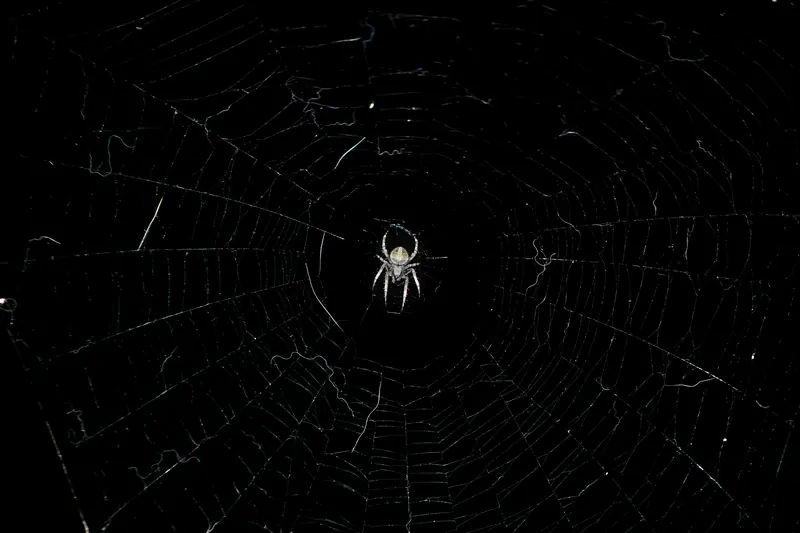Una araña en el centro de su telaraña iluminada en la oscuridad, con los hilos brillando