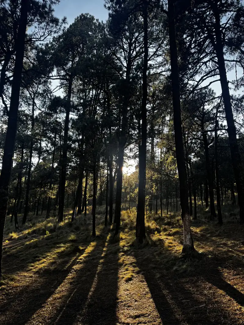 Bosque de pinos altos con la luz del sol proyectando sombras largas en el suelo