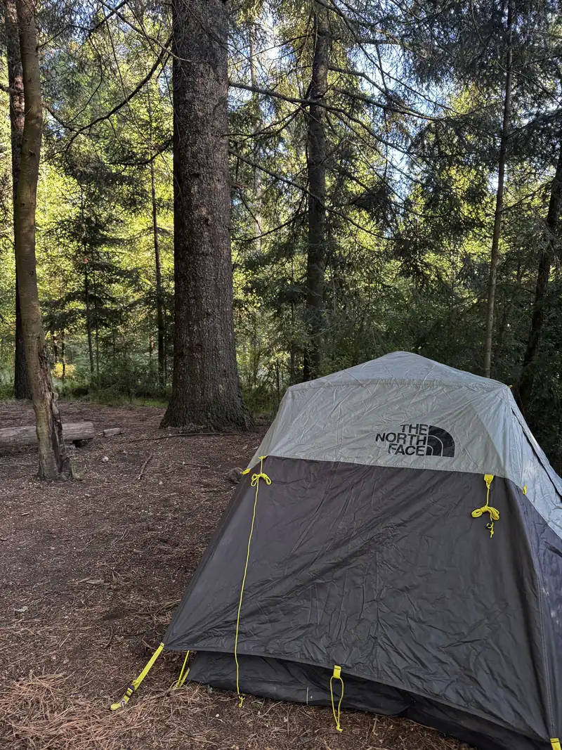 Una tienda de campaña armada en un claro de bosque de pinos