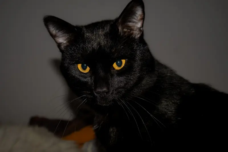 Un gato negro de ojos amarillos mirando a la cámara en penumbra