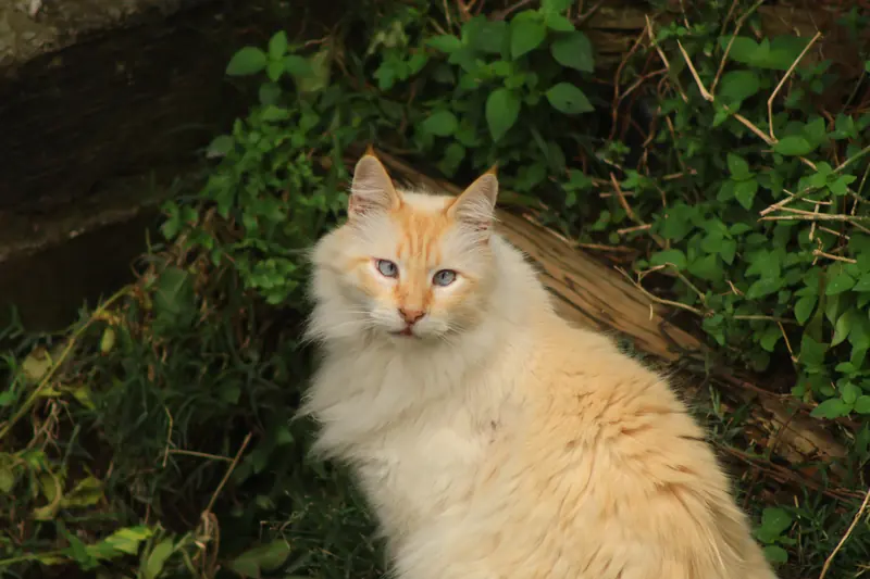 Un gato de pelo largo, crema con rayas naranjas y ojos azules, mirando a la cámara entre plantas verdes