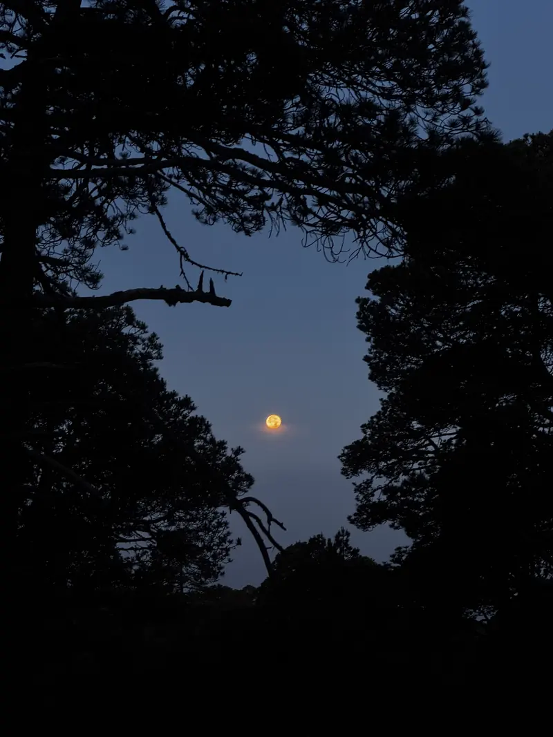 La luna asomando entre las siluetas oscuras de las ramas de un árbol