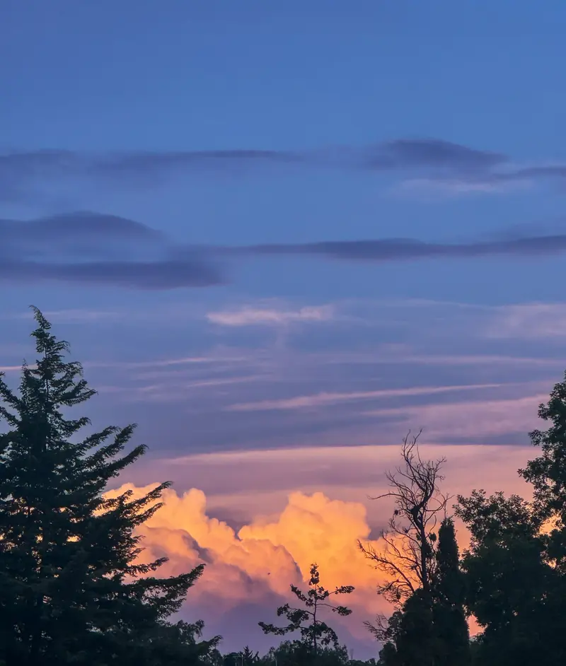 Nubes rosas y naranjas al atardecer sobre las copas de unos pinos