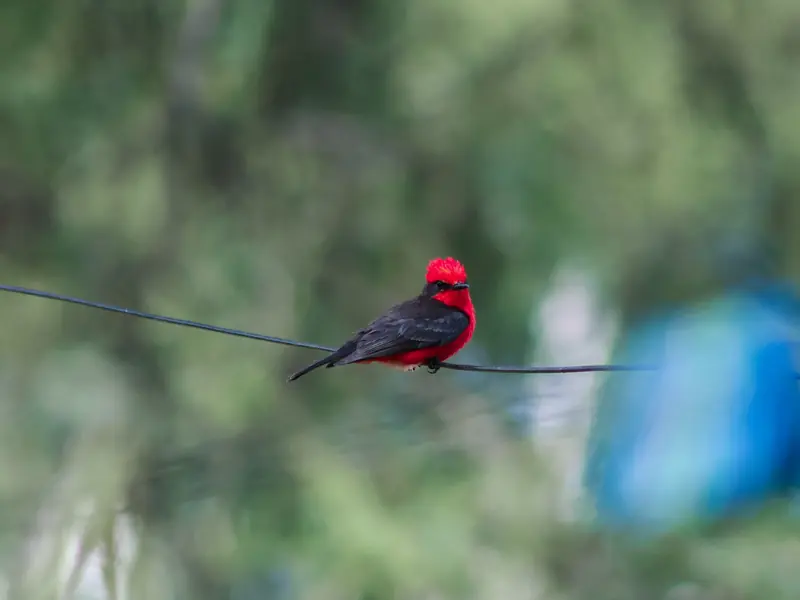 Un pájaro rojo posado en un cable, con el fondo verde desenfocado