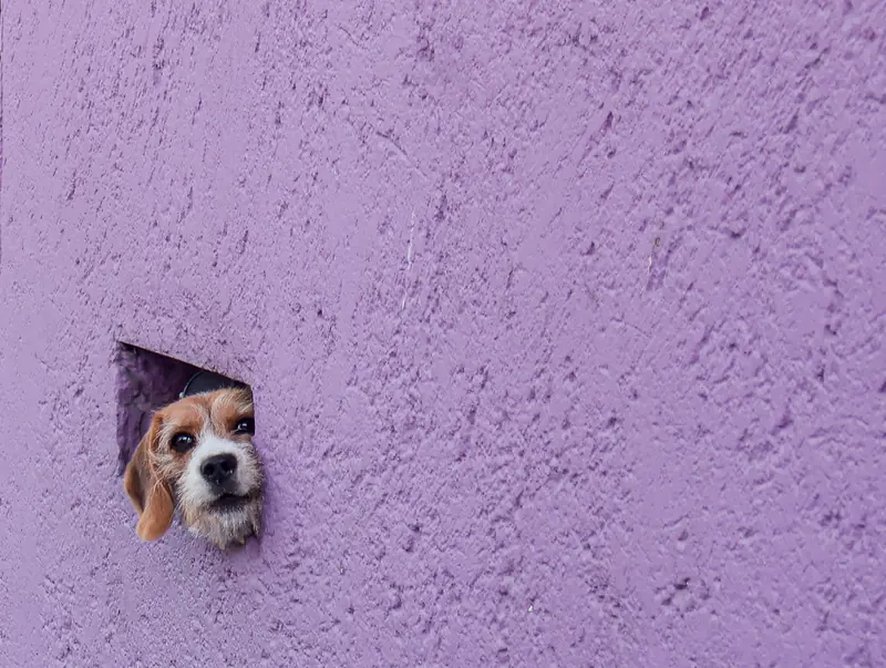 La cabeza de un perro asomando por un hueco en una pared morada