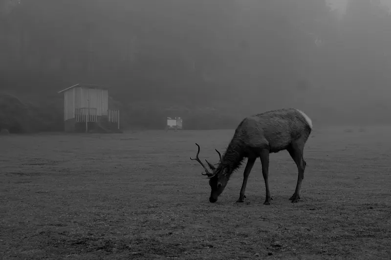 Un venado pastando en un campo con niebla densa, en blanco y negro