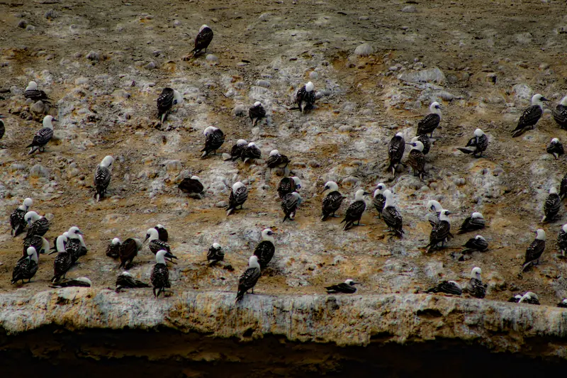 Cientos de aves marinas posadas sobre un acantilado de roca clara