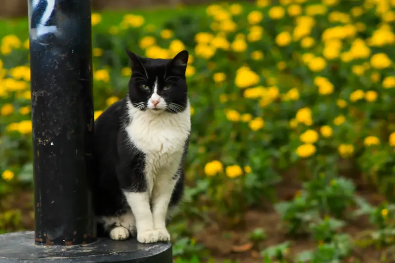 Un gato blanco y negro sentado junto a un poste, rodeado de flores amarillas
