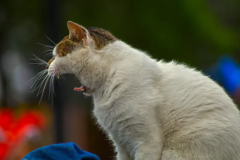 Un gato blanco bostezando de perfil