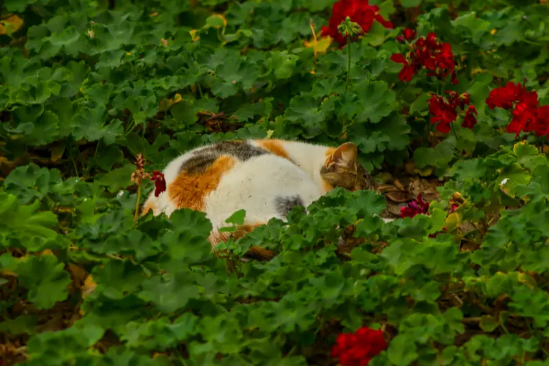 Un gato blanco y naranja durmiendo entre plantas de flores rojas