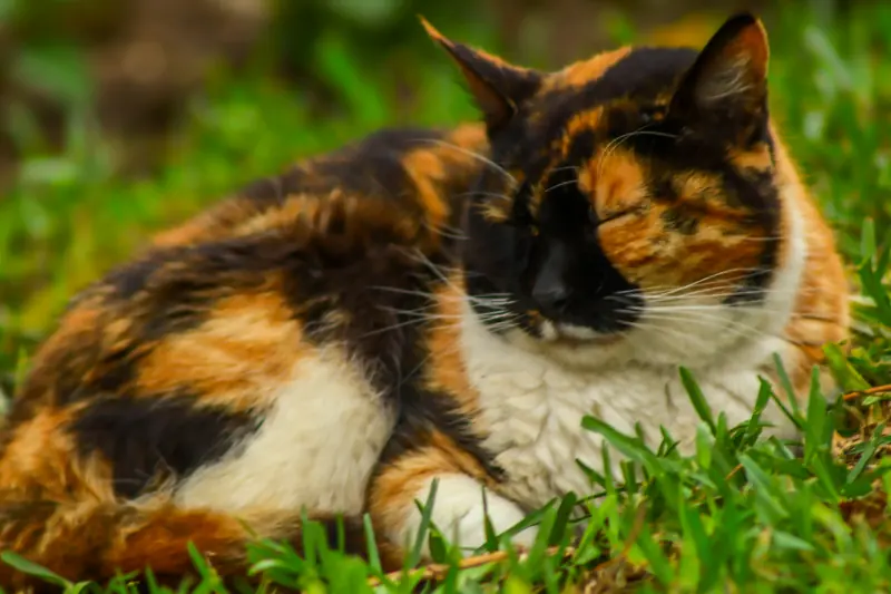 Un gato tricolor recostado en el pasto