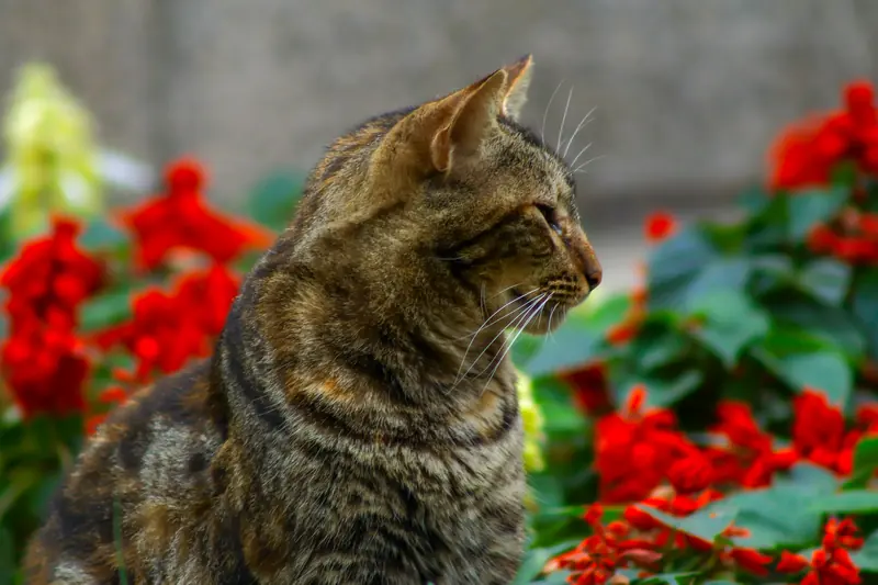 Un gato atigrado de perfil rodeado de flores rojas