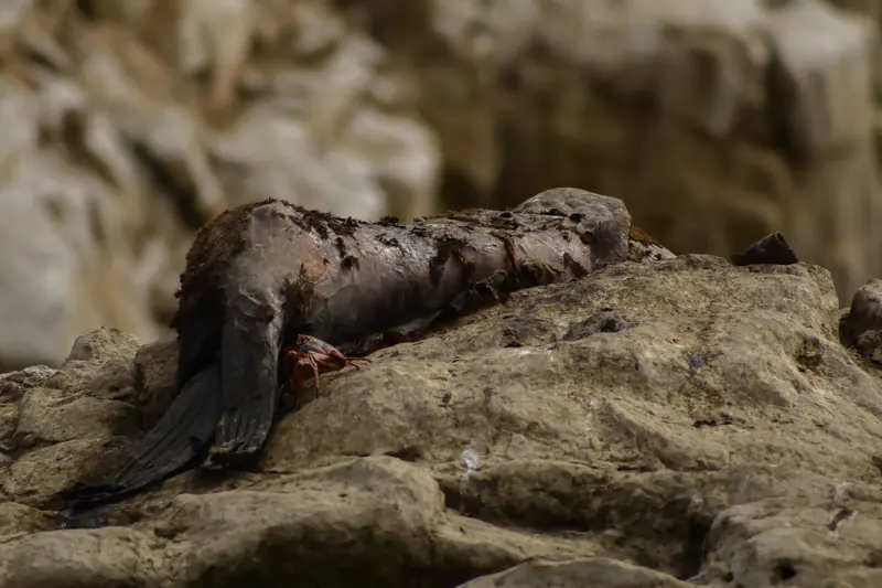 Una cría de lobo marino recostada sobre una roca clara