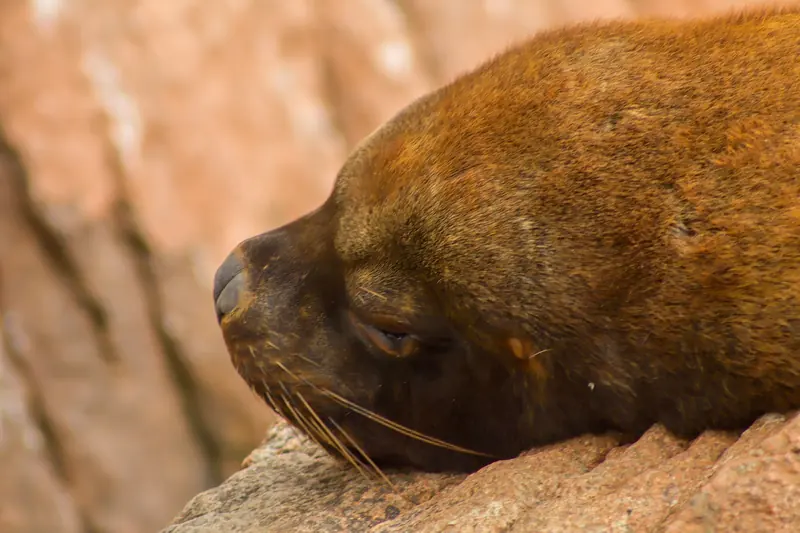 Un lobo marino durmiendo sobre una roca, en primer plano
