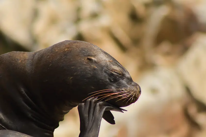 Un lobo marino con la boca abierta sobre las rocas