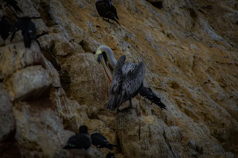 Un pelícano posado en una roca rodeado de aves marinas negras